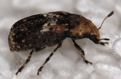 Euparius paganus