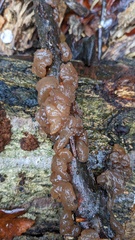 タマキクラゲ