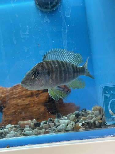 Emperor cichlid (Aulonocara nyassae) — Cichlidae — 3