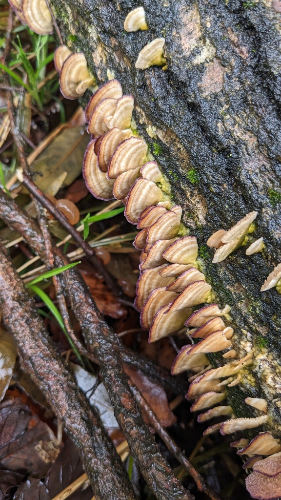 Trichaptum biforme · March 2023 · photo: © atsushi_nakajima_cirque (iNaturalist, cc-by)