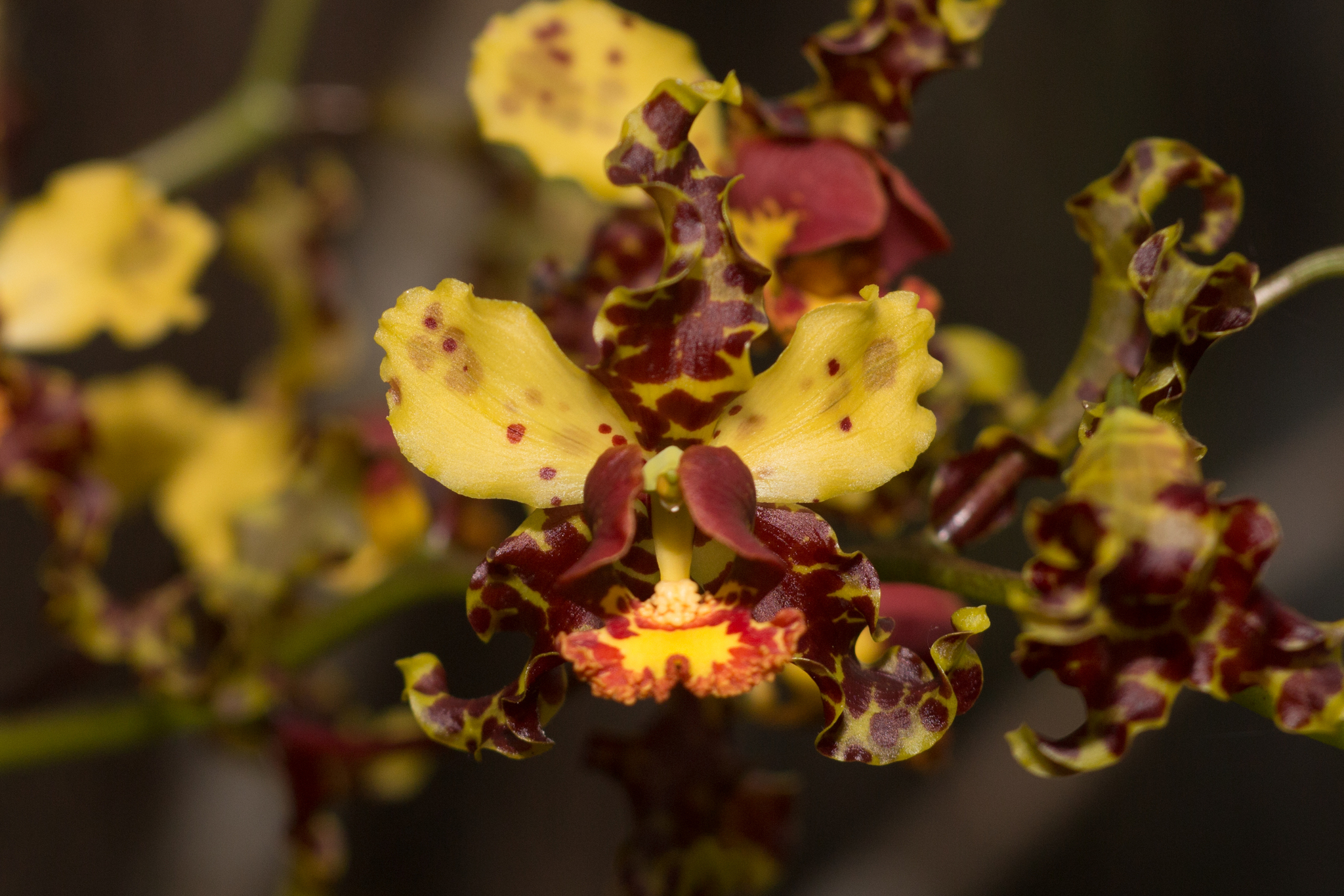 Cyrtopodium