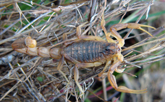 Occitanus