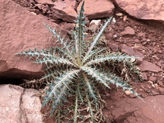 Cirsium arizonicum