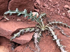 Cirsium arizonicum