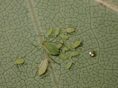 Illinoia liriodendri