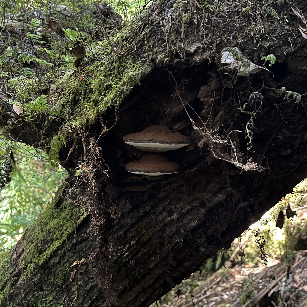 Ganoderma australe · March 2023 · photo: © cristianriquelme (iNaturalist, cc-by)