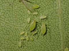 Illinoia liriodendri