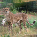 Northeast African Cheetah - Photo (c) 
Martin Bahmann, some rights reserved (CC BY-SA)