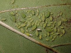 Illinoia liriodendri