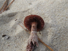 Laccaria trullisata