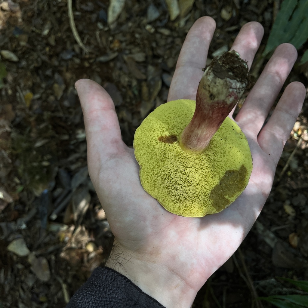 Boletus loyita · March 2023 · photo: © cristianriquelme (iNaturalist, cc-by)