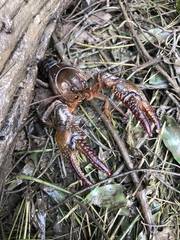 Lacunicambarus diogenes