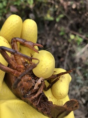 Lacunicambarus diogenes