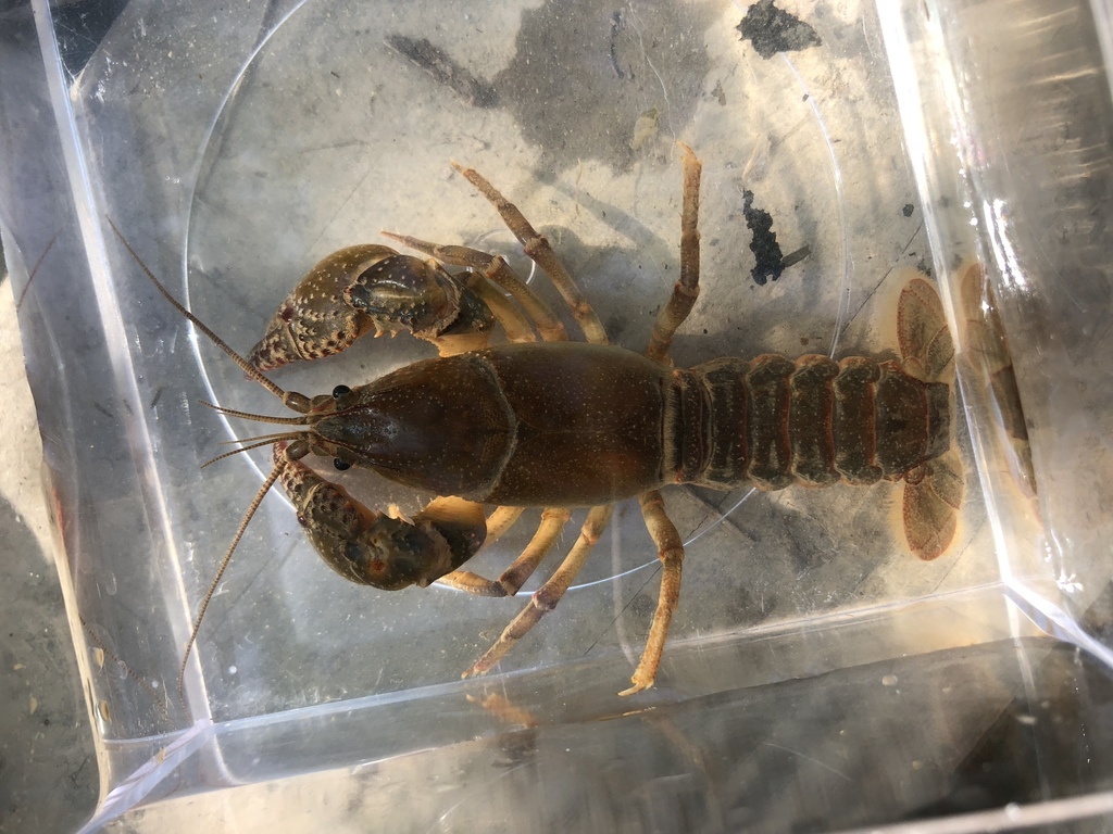 Devil Crayfish (MCDEP Species of Note) · iNaturalist