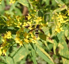 Ancistrocerus adiabatus