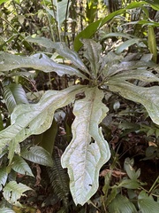 Anthurium clavigerum image