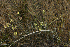 Cynanchum viminale subsp. suberosum image