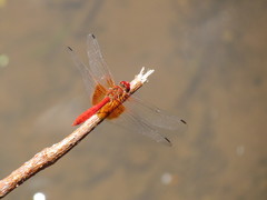 Dythemis maya