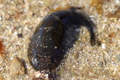 Tadpole Clingfish photo 2