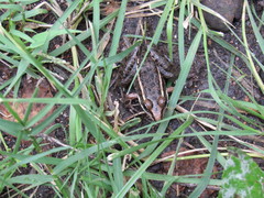 Lithobates neovolcanicus