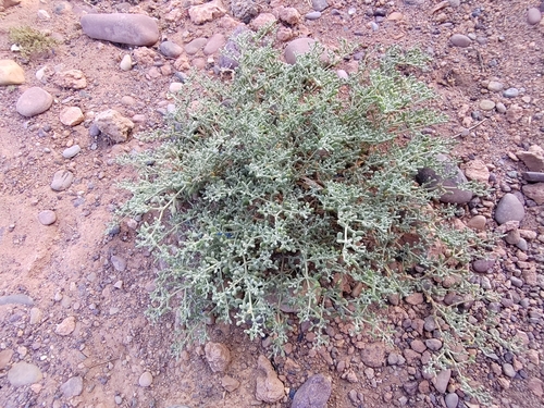 Tetraena gaetula image