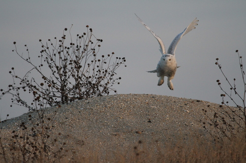 Snowy Owl photographed in New Jersey