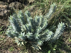 Euphorbia rigida