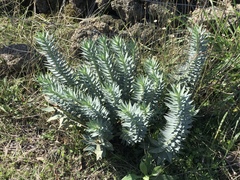Euphorbia rigida