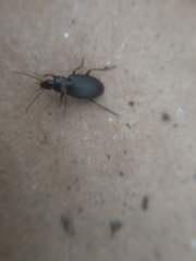 Platyninae
