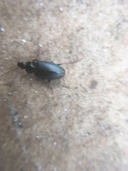 Platyninae