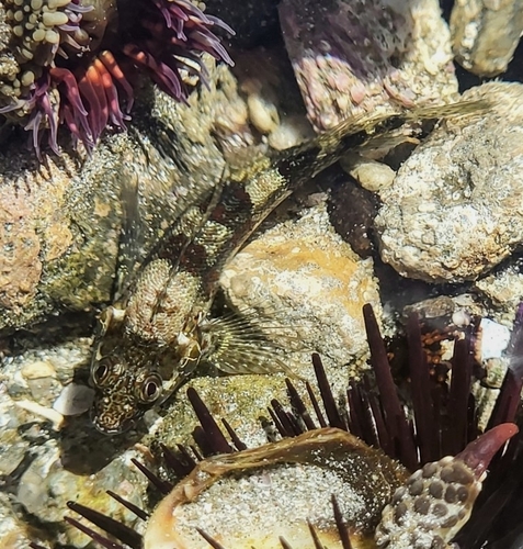 Glossy blenny (Malacoctenus zonifer) — Labrisomidae — 4