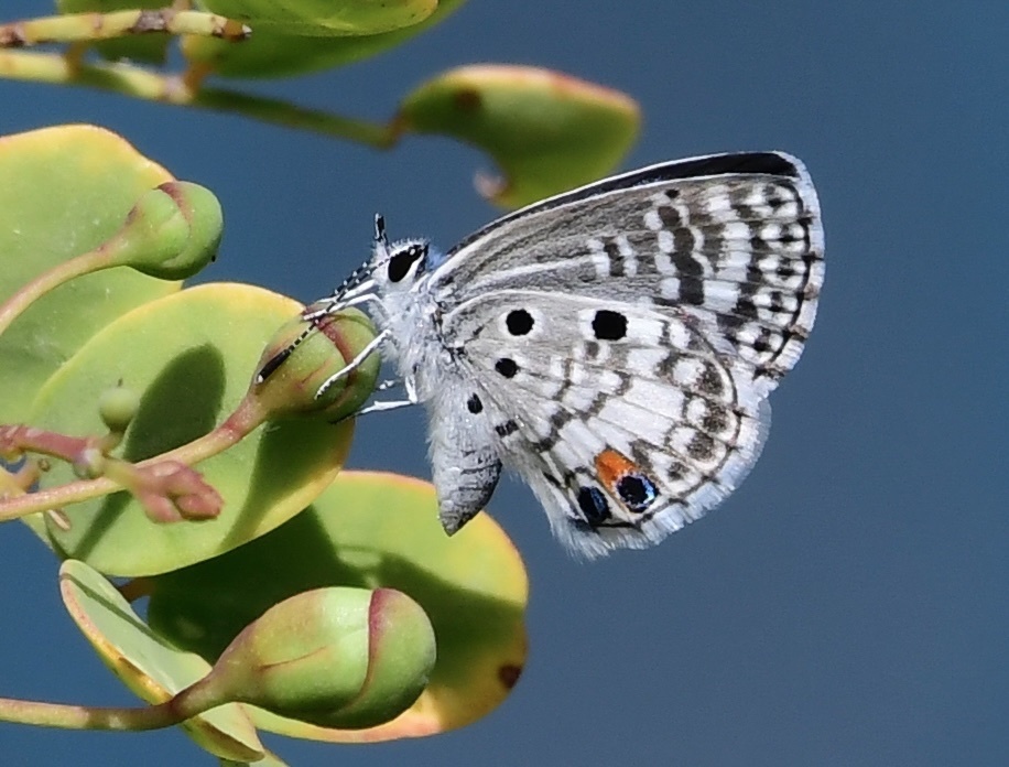Nickerbean Blue