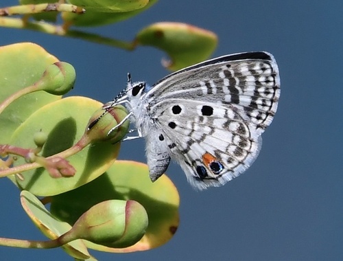 Nickerbean Blue