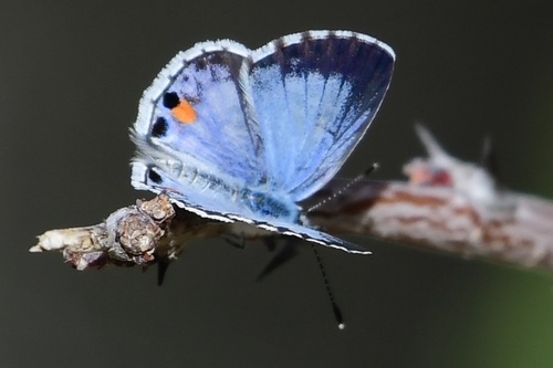 Nickerbean Blue | Native Nature
