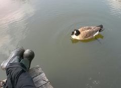 Branta canadensis