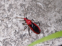 Vilius melanopterus