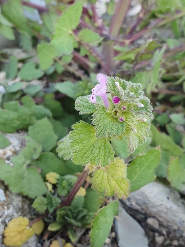 Lamium amplexicaule image