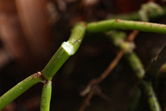 Cynanchum viminale subsp. suberosum image