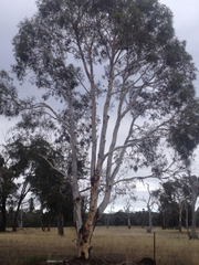 Eucalyptus mannifera