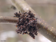 Acalitus calycophthirus