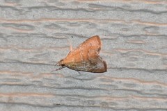 Glaphyria sesquistrialis