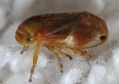 Clastoptera testacea
