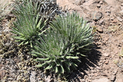 Agave polianthiflora