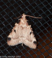 Aglossa costiferalis