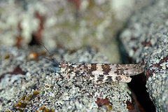 Trimerotropis saxatilis