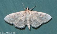Anania quebecensis
