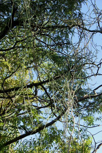 Cynanchum viminale suberosum