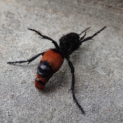 Dasymutilla clotho