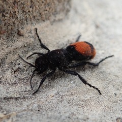 Dasymutilla clotho