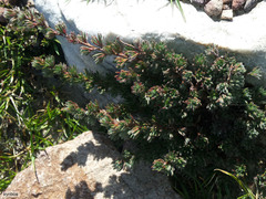 Cliffortia weimarckii